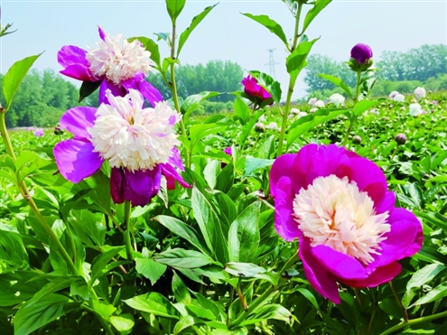 时值五月,又到了“五月花神”芍药上市的季节。据了解,由于国内鲜花市场对芍药的需求量不断增加,作为芍药主要产地的菏泽,正不断扩大种植面积,截止到目前,菏泽市鲁西新区全区芍药种植面积已接近万亩。从传统农业到鲜切花产销,从“菏”而来的菏泽芍药,正在带领当地走出一条现代化农业产销新路。◎山东商报·速豹新闻网记者 郑芷南 张淑婷 实习生 龚佳玲 摄